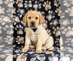 Small Photo #1 Labrador Retriever Puppy For Sale in LITITZ, PA, USA