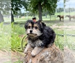 Small #7 Morkie