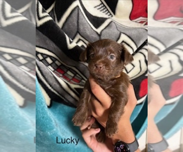 Medium Photo #37 Shorkie Tzu Puppy For Sale in SCOTTSDALE, AZ, USA
