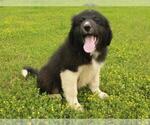 Small Photo #4 Border Collie-Great Pyrenees Mix Puppy For Sale in SHAWNEE, OK, USA