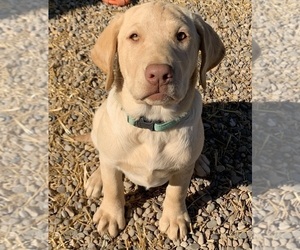 Labrador Retriever Puppy for sale in FLEMINGSBURG, KY, USA