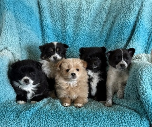 Medium Photo #4 Pomeranian Puppy For Sale in CURTISS, WI, USA