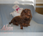 Small Photo #1 Dachshund Puppy For Sale in BENTON, AR, USA