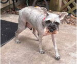 Small #2 Mutt