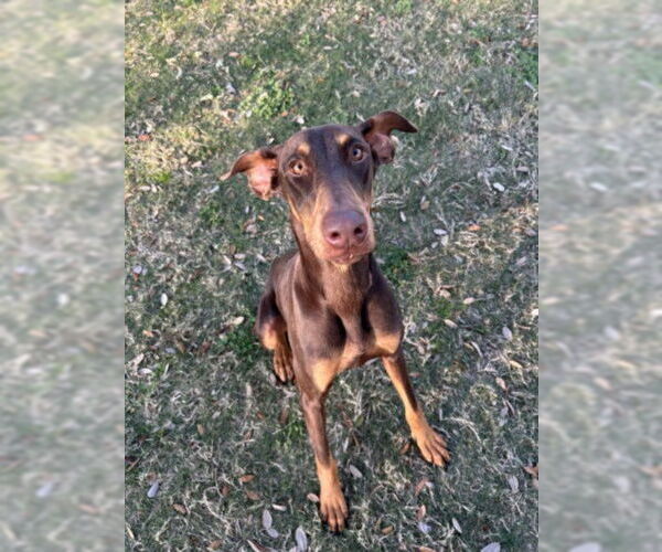 Medium Photo #1 Doberman Pinscher Puppy For Sale in Texas City, TX, USA