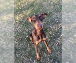 Small Doberman Pinscher