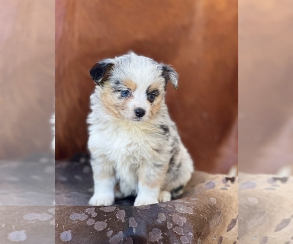 Medium Photo #6 Miniature Australian Shepherd Puppy For Sale in WESLEY CHAPEL, FL, USA
