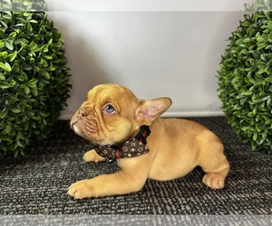 French Bulldog Puppy for sale in POWAY, CA, USA