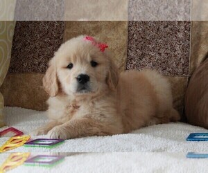 Golden Retriever Puppy for sale in FREDERICKSBURG, OH, USA