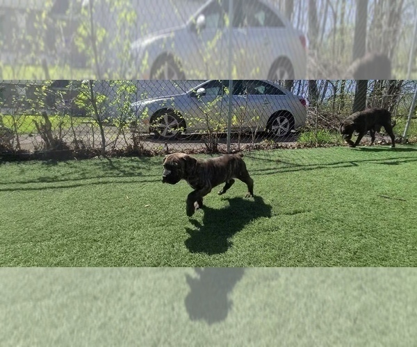 Medium Photo #31 America Bandogge Mastiff Puppy For Sale in JOLIET, IL, USA