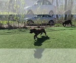 Small #1 America Bandogge Mastiff