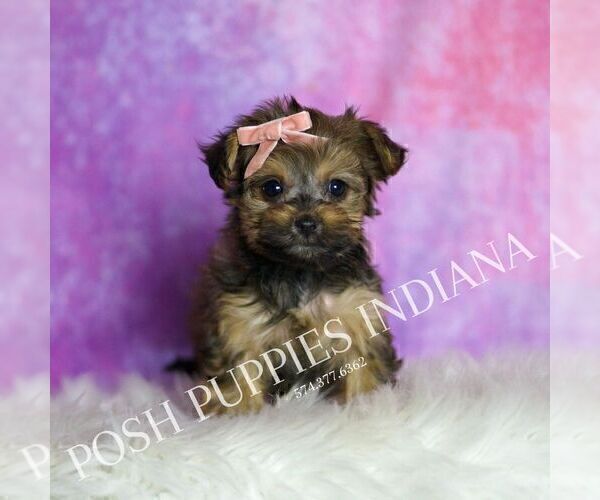 Medium Photo #6 Yorkipoo Puppy For Sale in WARSAW, IN, USA