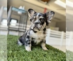 Small Photo #5 French Bulldog Puppy For Sale in SAN FRANCISCO, CA, USA