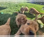 Small #3 Golden Retriever