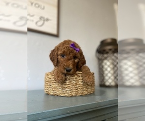 Goldendoodle Puppy for sale in BRADENTON, FL, USA