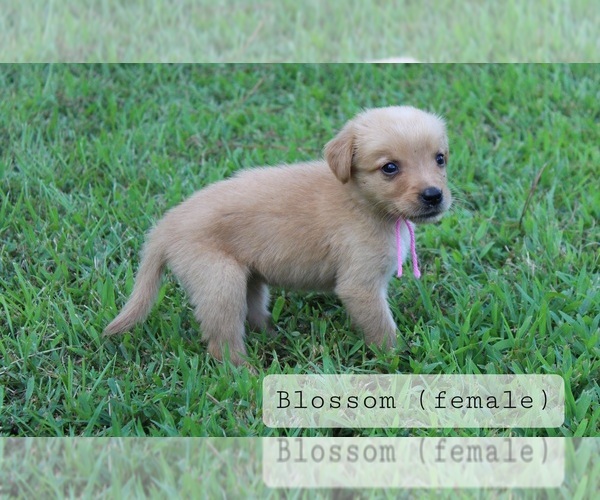 Medium Photo #6 Golden Retriever Puppy For Sale in MONTEZUMA, GA, USA