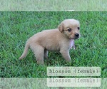 Small #5 Golden Retriever