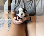 Small #1 Olde English Bulldogge