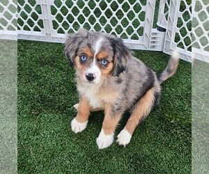 Medium Cavalier King Charles Spaniel-Miniature Australian Shepherd Mix