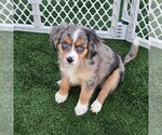 Puppy 1 Cavalier King Charles Spaniel-Miniature Australian Shepherd Mix