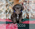 Small Photo #5 Goldendoodle Puppy For Sale in GOLDEN CITY, MO, USA