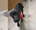 Small #3 Jack Russell Terrier-Labrador Retriever Mix