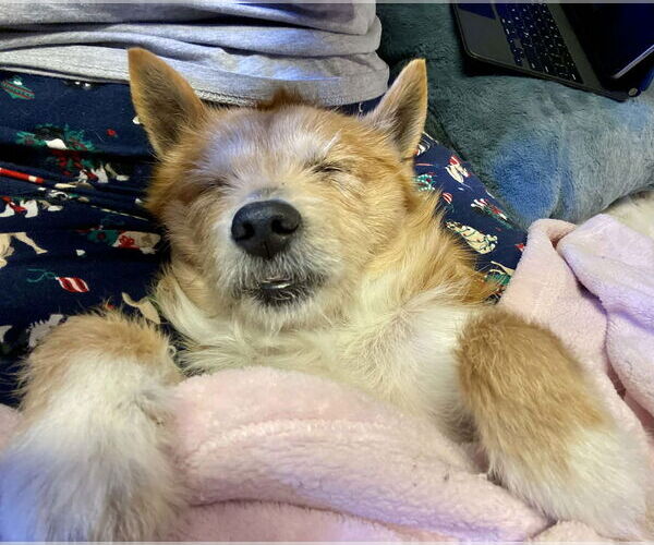 Medium Photo #4 Norwich Terrier-Unknown Mix Puppy For Sale in Arlington, VA, USA