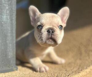 French Bulldog Puppy for sale in DENVER, CO, USA