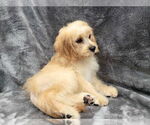 Small #1 Cavapoo