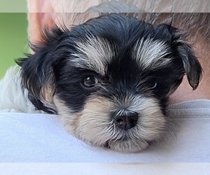 Morkie Puppy for sale in CORNERSVILLE, TN, USA