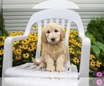 Small Photo #9 Goldendoodle Puppy For Sale in SEBRING, OH, USA