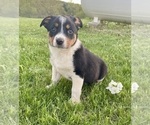 Small Photo #3 Texas Heeler Puppy For Sale in HILLSBORO, WI, USA