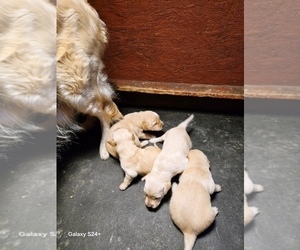 Golden Retriever Puppy for sale in LEON, KS, USA