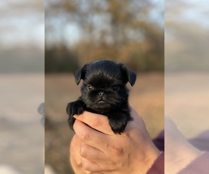 Brussels Griffon Puppy for sale in WELLSTON, OK, USA
