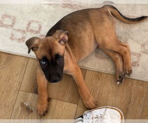 Sedona - Female Labrador Retriever-Unknown Mix Dog for Adoption - Photo #8
