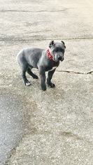 Cane Corso Puppy for sale in FORT WASHINGTON, MD, USA