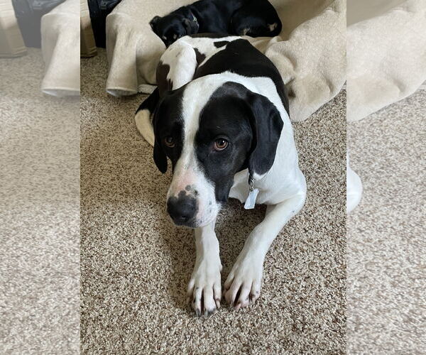 Medium Photo #3 Mutt Puppy For Sale in Harrisburg, PA, USA