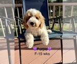 Litter of 9 - Male(s) and Female(s) Goldendoodle (Miniature)Litter of Puppies for Sale - Photo #9