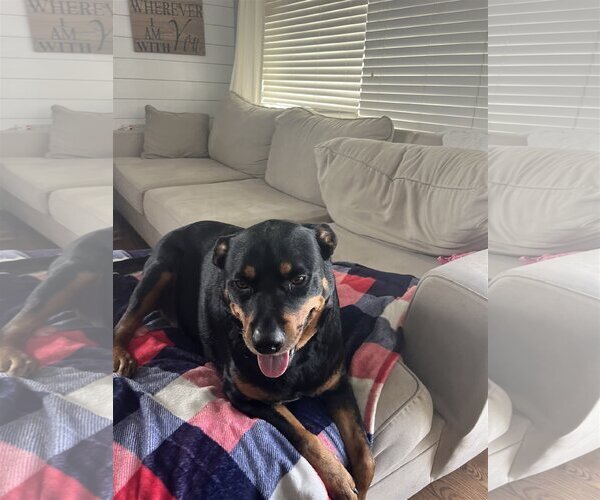 Medium Photo #11 Rottweiler Puppy For Sale in Tustin, CA, USA