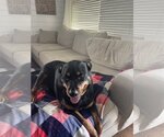 Small #10 Rottweiler