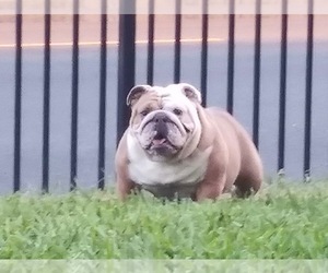 Mother of the Bulldog puppies born on 11/05/2019