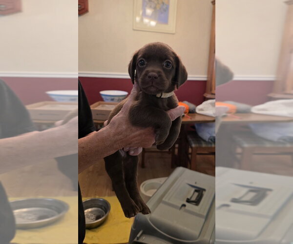 Medium Photo #4 Doxle Puppy For Sale in Aurora, IN, USA