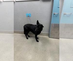 German Shepherd Dog-Unknown Mix Dogs for adoption in Las Vegas, NV, USA