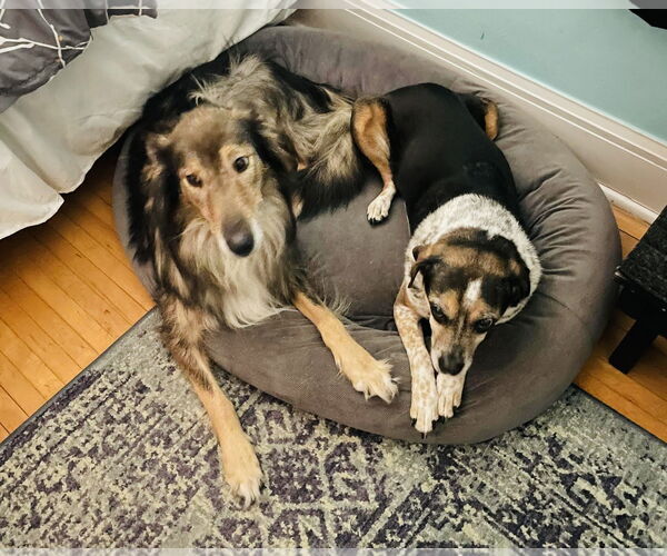 Medium Photo #4 Collie-German Shepherd Dog Mix Puppy For Sale in Princeton, MN, USA