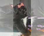 Small Photo #8 Aussiedoodle Miniature -Poodle (Miniature) Mix Puppy For Sale in OTTAWA, OH, USA