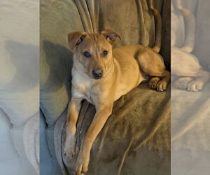 Lucky - Male Carolina Dog Dog for Adoption - Photo #11