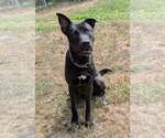 Small #6 American Pit Bull Terrier-German Shepherd Dog Mix