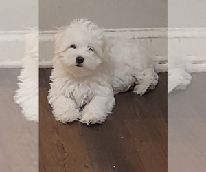 Maltese Puppy for sale in ROSWELL, GA, USA