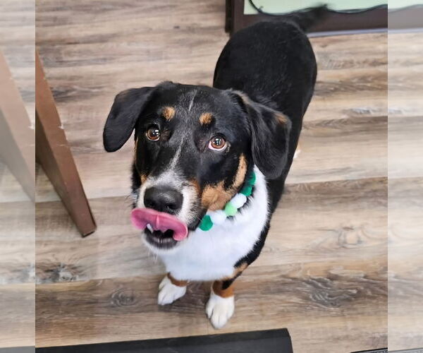 Medium Photo #4 Mutt Puppy For Sale in Fargo, ND, USA