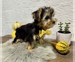 Small #5 Yorkshire Terrier